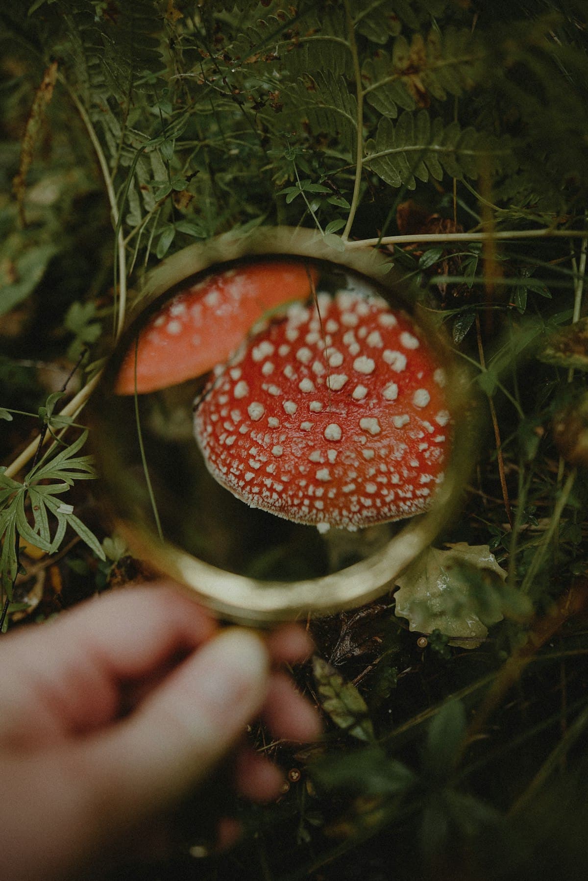 Eine Becherlupe über einem Fliegenpilz